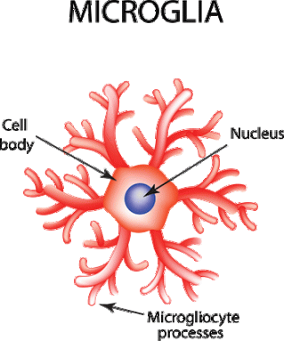 350-inline-1-microglia-iStock-683557250.gif