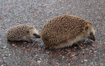 hedgehogs