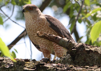 cooper's hawk