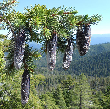 350_Cones_Picea_Breweriana.png