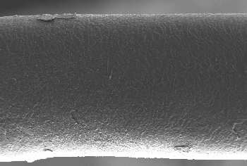 350_Human_Hair_SEM2.png