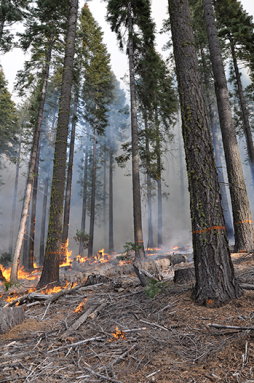 350_fire_intentional_burn.png