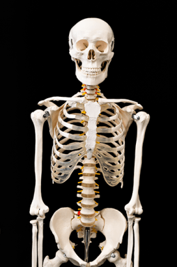 350_human_skeleton.png