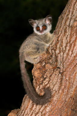 350_inline1_bushbaby.png