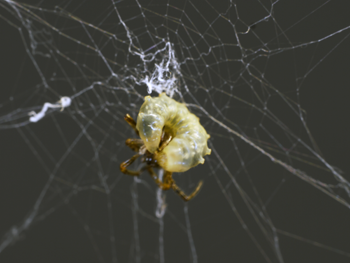 a spider parisitized by a wasp larva