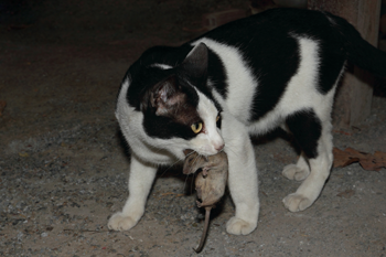 a photo of a cat holding a rat in it's mouth
