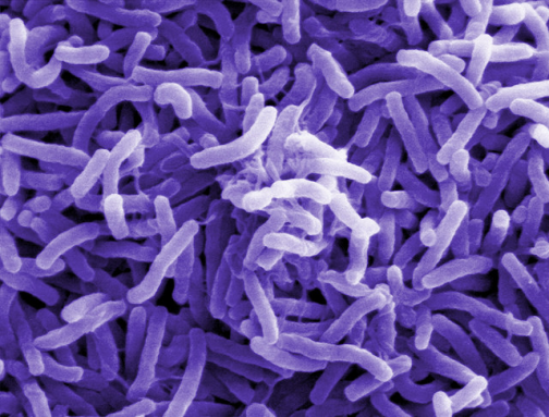 350_inline_Choleara_Bacterium_ND.png