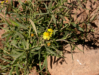 350_inline_Senecio_madagascariensis.png
