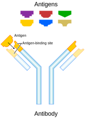 350_inline_antibody.png