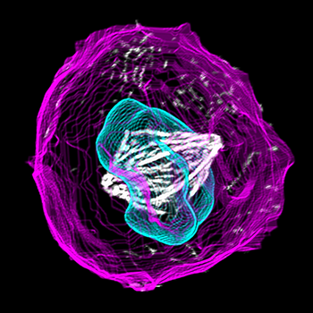350_inline_dividing_stem_cell.png