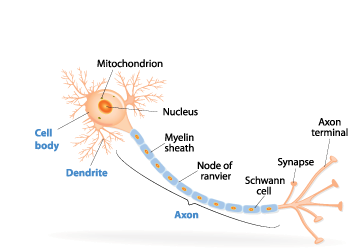 350_neuron_schematic.png