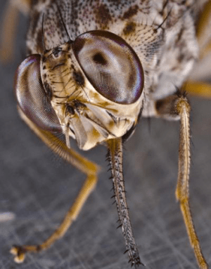 370_CCC9_tsetse_fly.png