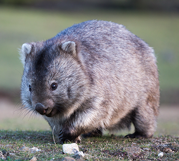 370_CJ_poop_common_wombat.png