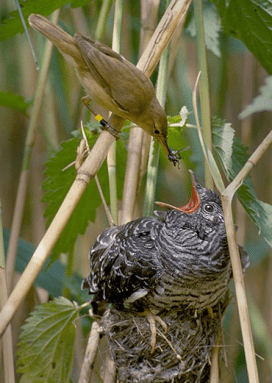 370_Reed_warbler_cuckoo.png