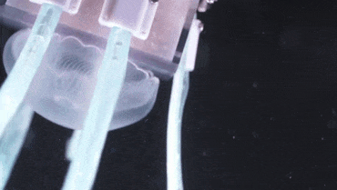 an animated image showing how the robot catches a jellyfish