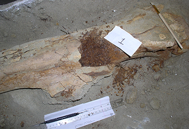 375_inline_Brachylophosaurus-femur.png