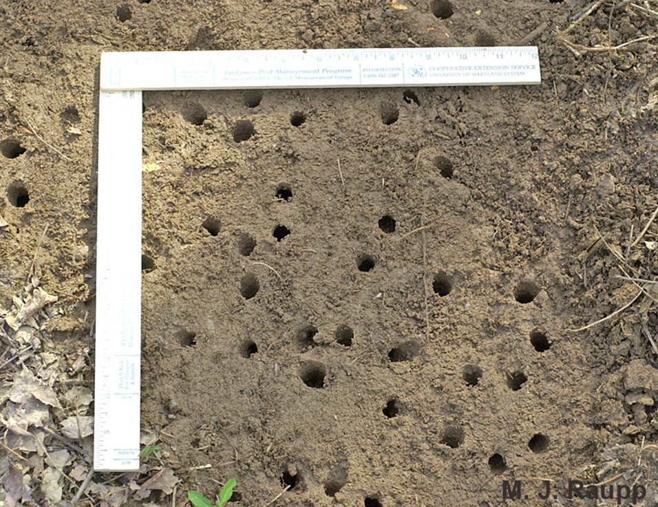 a group of perfectly circular holes in dirt