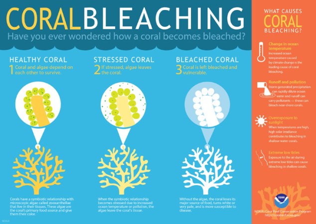 coral bleaching infographic