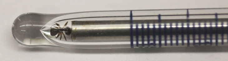 ant in tube full screen