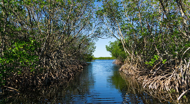 730_Fla_mangrove.png