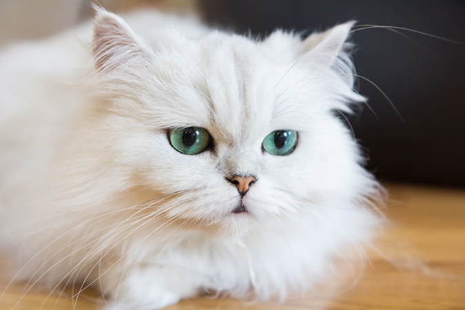730_genetics_breeds_persian_cat.png