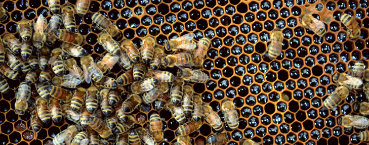 730_honeybees.png