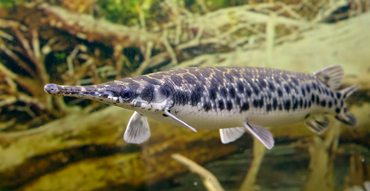 730_longnose_gar.png