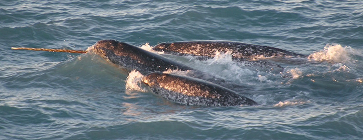 730_narwhal_Pod_Monodon_monoceros.png