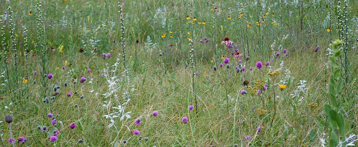730_prarie_wildflowers.png