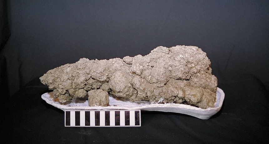 Scientists Say: Coprolite