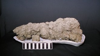 coprolite