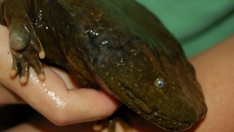 hellbender