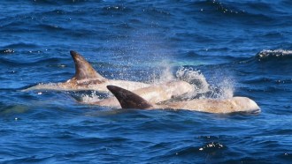Risso's dolphins