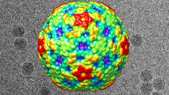 Scientists ID the virus that’s likely behind the 2014 paralysis of U.S. kids.