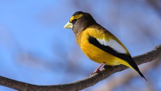 evening grosbeak