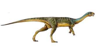 Fossils found in Chile reveal a new dinosaur species with a mishmash of features — alittle T. rex mixed with a bit of Brontosaurus.