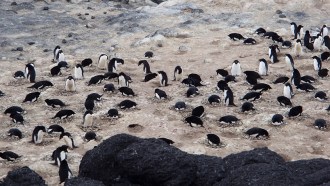 penguins