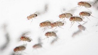 Fruit flies, shown here, are used in many sleep experiments. New data show sleep can restore memory in even the most forgetful fruit flies.