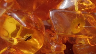 Fossilized tree resin