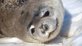 Antarctic seals