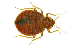 bed bug