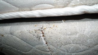 	Bed bugs: Ignore at your own peril. Here are four reasons why.