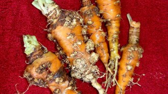 carrot gall