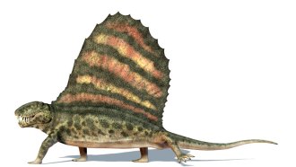 dimetrodon