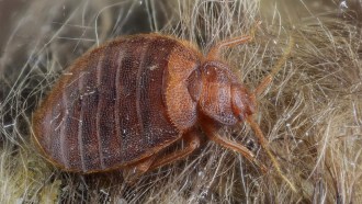 Evolution and luck aid this bloodsucking parasite’s global spread