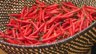 chili peppers