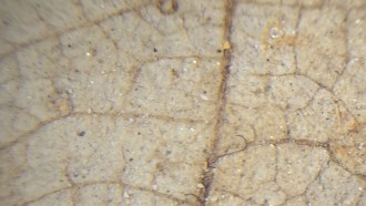 fossil leaf