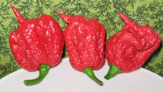 Carolina reaper