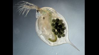 Daphnia magna