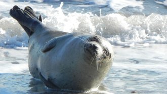 harbor seal